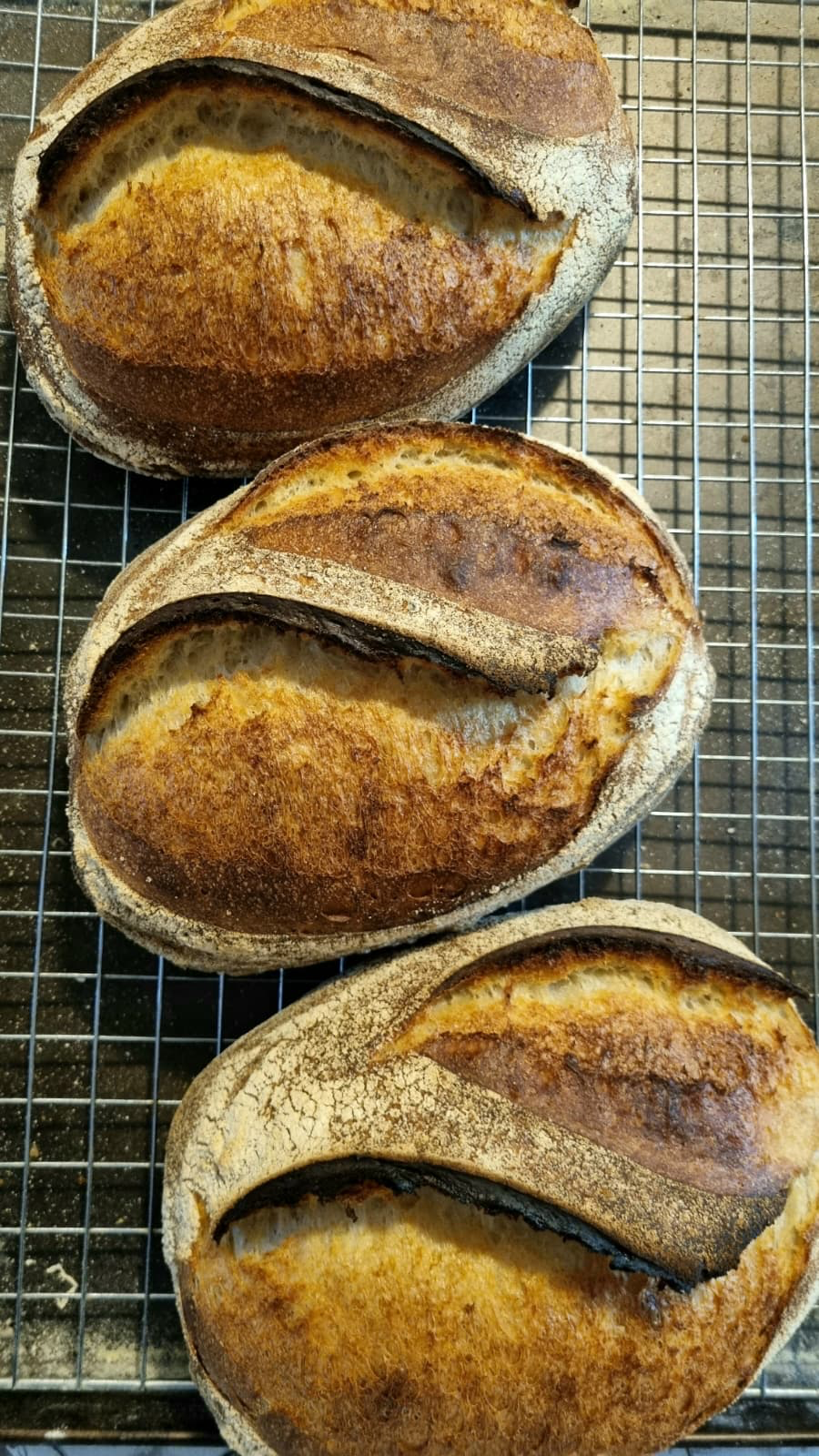 Golden Kamut sourdough loaves cooling on wire racks